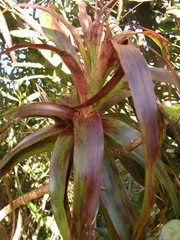 Dracophyllum traversii