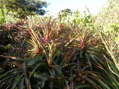 Dracophyllum traversii