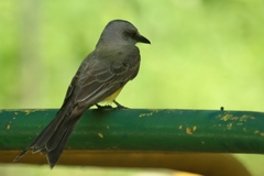 Myiarchus phaeocephalus