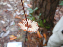 Marasmius fulvoferrugineus