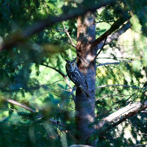 View observation of {o.common_name} on iNaturalist