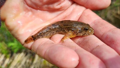 Netdonderpad (Cottus perplexus) — Cottidae — 2
