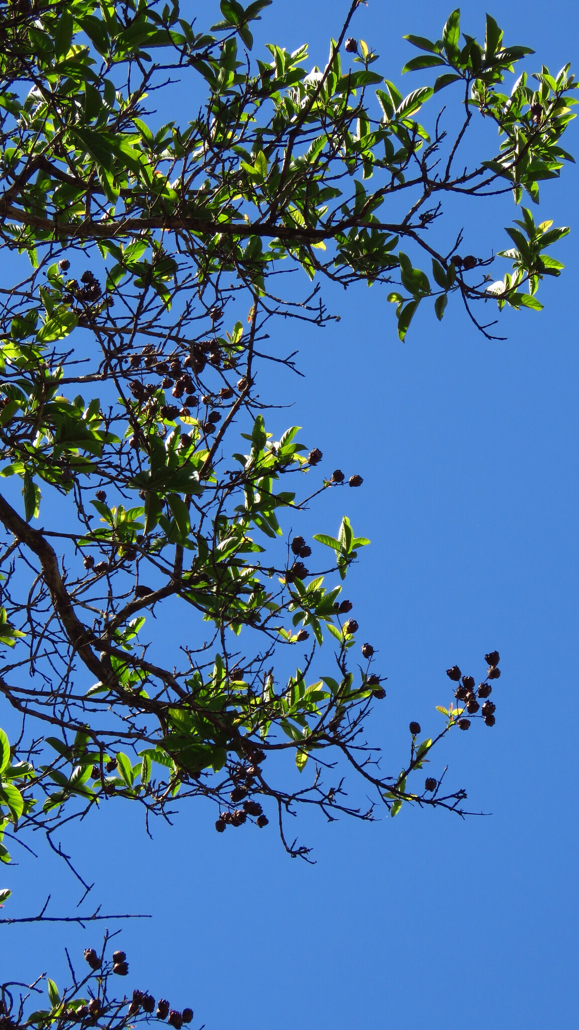 Physocalymma scaberrimum