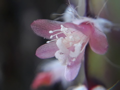Lepismium cruciforme