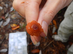 Marasmius fulvoferrugineus