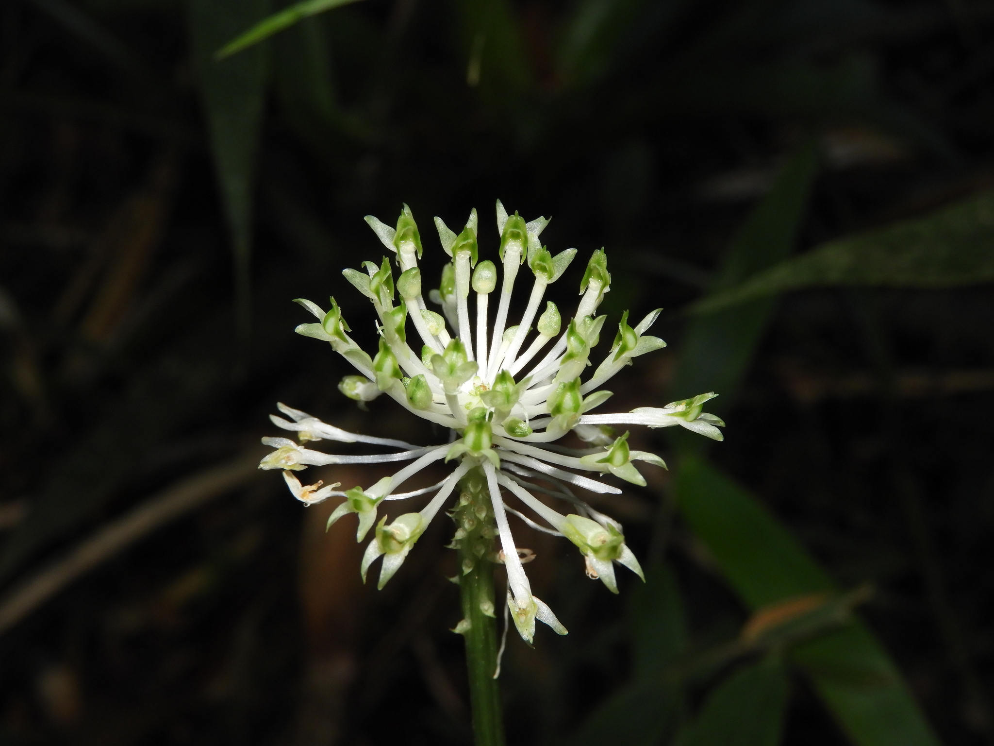 Malaxis excavata