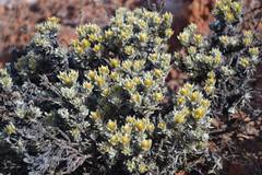 Ptilotus helichrysoides