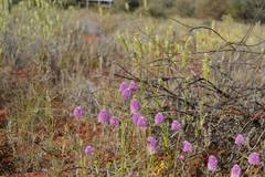 Ptilotus helipteroides