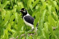 Cyanocorax mystacalis