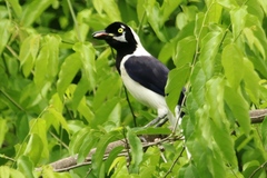 Cyanocorax mystacalis