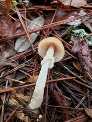 Psathyrella longistriata