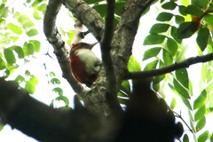 Dryobates callonotus