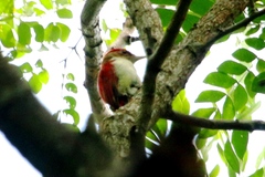 Dryobates callonotus