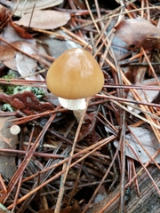 Psathyrella longistriata