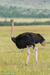 Struthio camelus massaicus