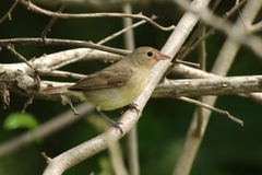 Crimson-Breasted Finch photo 3
