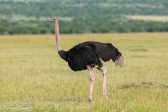 Struthio camelus massaicus