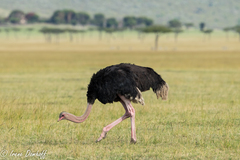 Struthio camelus massaicus