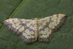 Idaea phaeocrossa