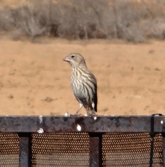 Haemorhous mexicanus