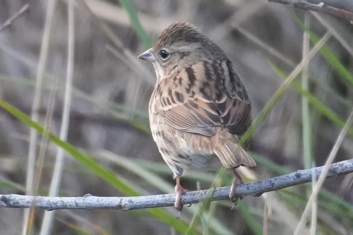 Black-faced Bunting, 29242 Ouessant, Frankreich, photo 7 of 10