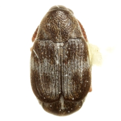 Sennius leucostauros