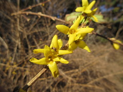 Forsythia koreana