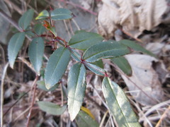 Zanthoxylum armatum