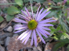 Galatella meyendorffii