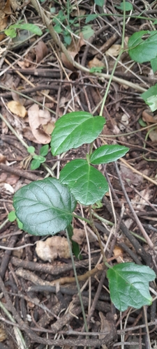 Dune Grape (Cyphostemma flaviflorum)