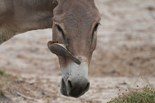 Red-billed Oxpecker