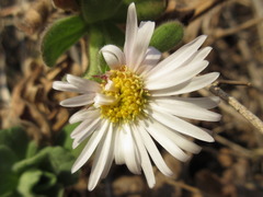 Aster spathulifolius