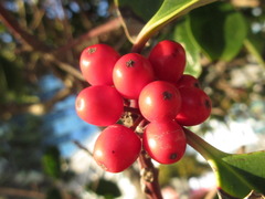 Ilex rotunda