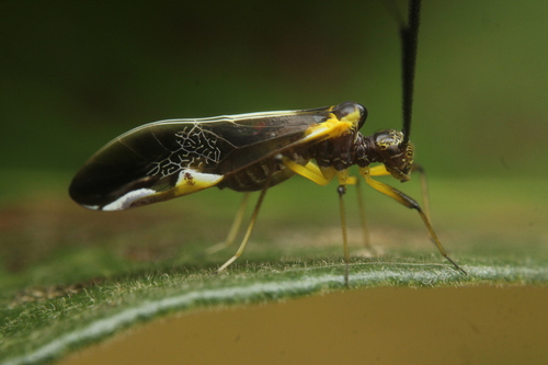 Dictyopsocus pennicornis