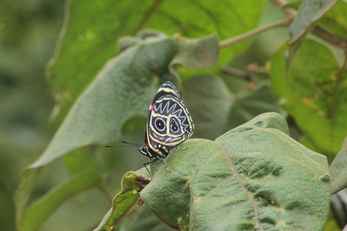 eighty butterfly