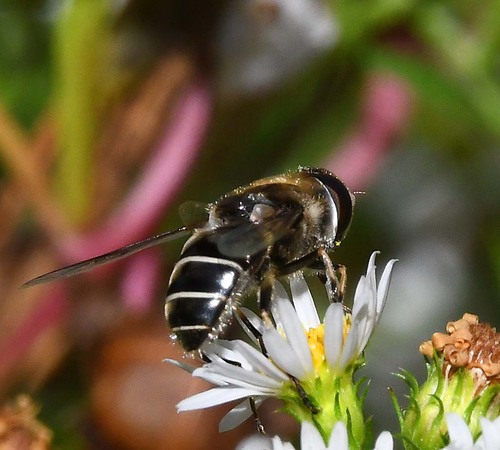 Unknown species found near Montgomery County, MD, USA