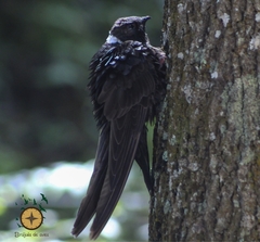 Streptoprocne semicollaris