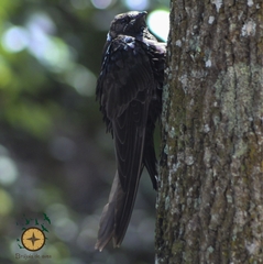 Streptoprocne semicollaris