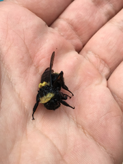Bombus medius