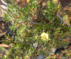 Phyllota pleurandroides