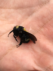 Bombus medius