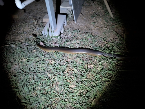 Water Python sighting