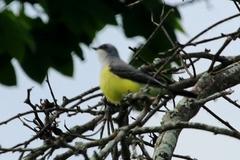 Tyrannus niveigularis