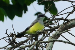 Tyrannus niveigularis