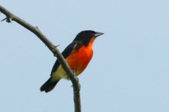 Crimson-Breasted Finch photo 4
