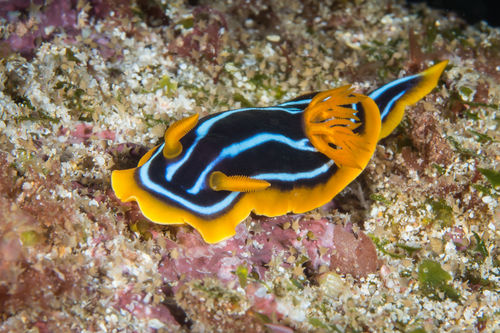 Chromodoris kuiteri Rudman, 1982