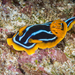 Kuiter's Nudibranch - Photo (c) David R, some rights reserved (CC BY-NC), uploaded by David R