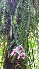 Dendrobium anosmum
