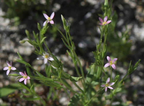 tall centaury (Zeltnera exaltata)