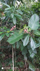 Dillenia suffruticosa